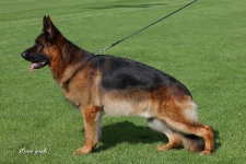 public/dog_images/244/1726580900.Marlo von Baccara.jpg
